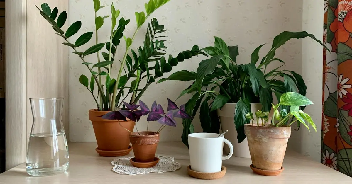 10 plantas que você quase não precisa regar, Quais plantas não precisa de água, Qual Flor não precisa de muita água, Qual as plantas que não gostam de muita água, Qual planta é mais fácil de cuidar, Quais são as 7 plantas que devemos ter em casa, Quais são os 5 tipos de plantas.